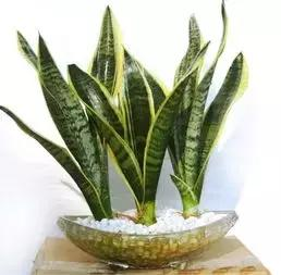什么樣的植物能有效去除辦公室甲醛等有害物質呢？